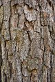 Loblolly Pine