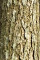 Sassafras