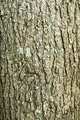 sweetgum