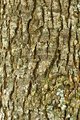 Winged Elm