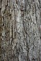 white oak