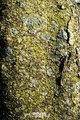 Silver Leaf Maple