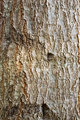 Willow Oak