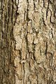 Swamp Chestnut Oak