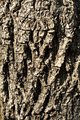 Pignut Hickory