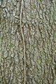 Southern Red Oak