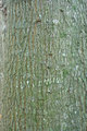 Laurel Oak