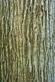 Post Oak