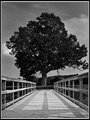Week 18: The Swamp Chestnut Oak