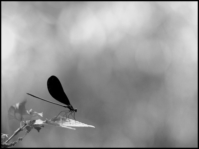 Day 4: Dragonfly