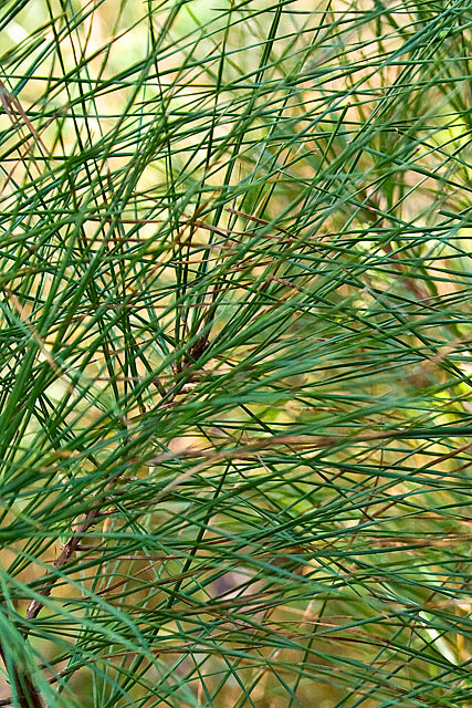 loblolly-pine-needles.jpg