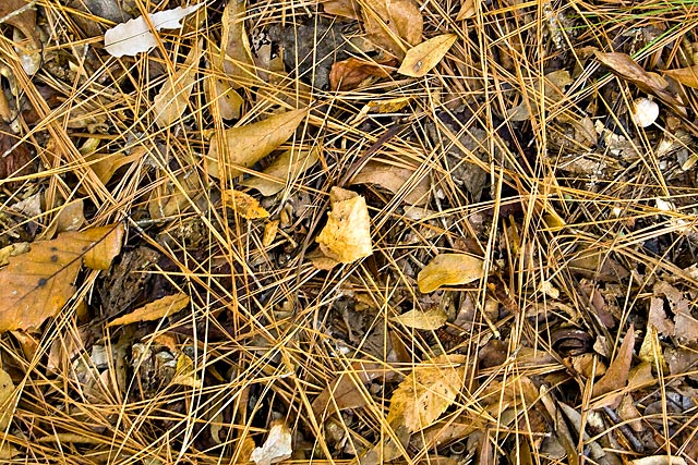 Pine-Straw-and-Leaves.jpg
