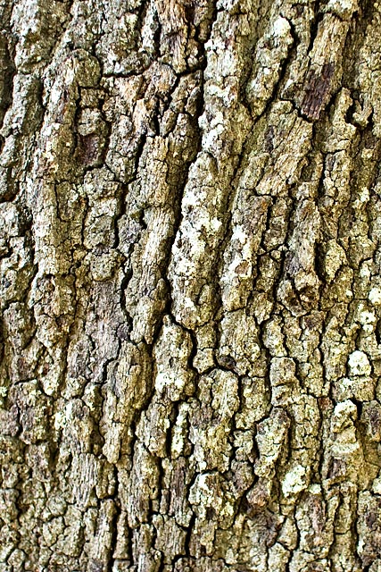 Blackjack Oak