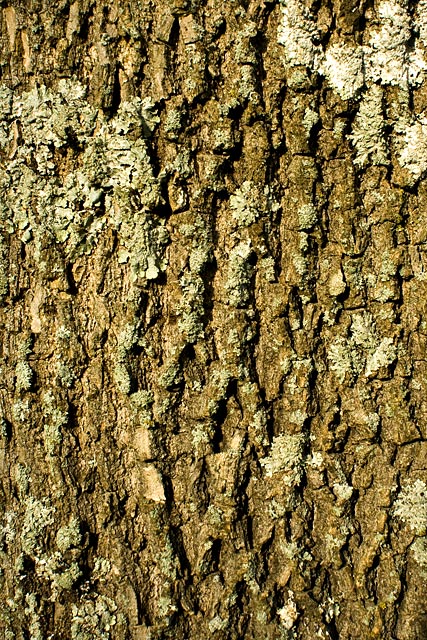 Green Ash