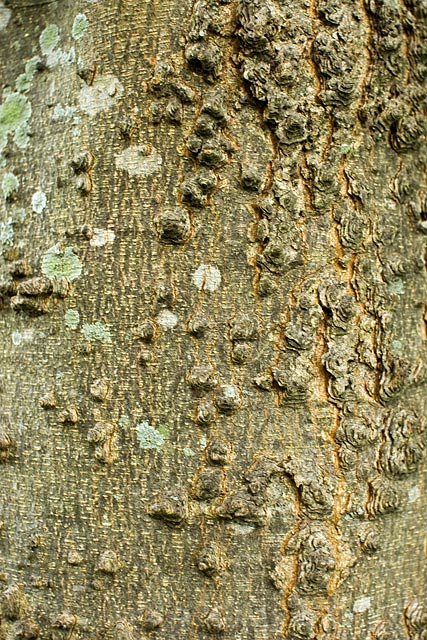 hackberry