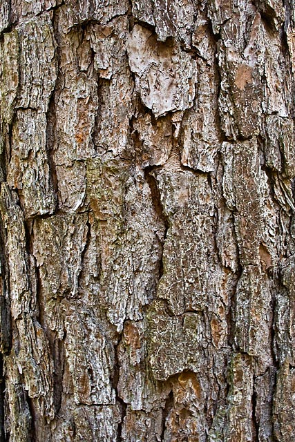 Loblolly Pine