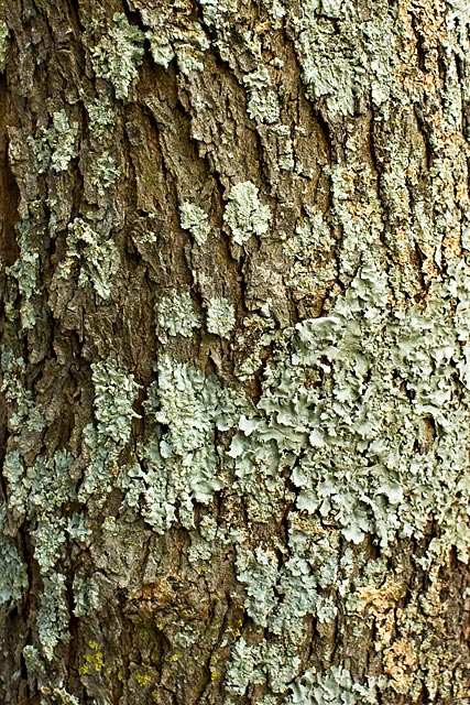 Red Bud