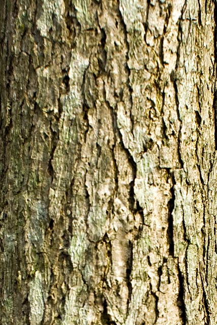 Sassafras