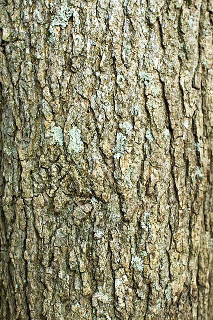 sweetgum