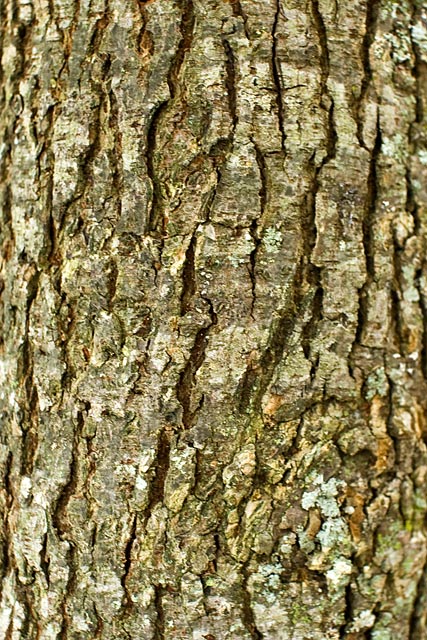 Winged Elm