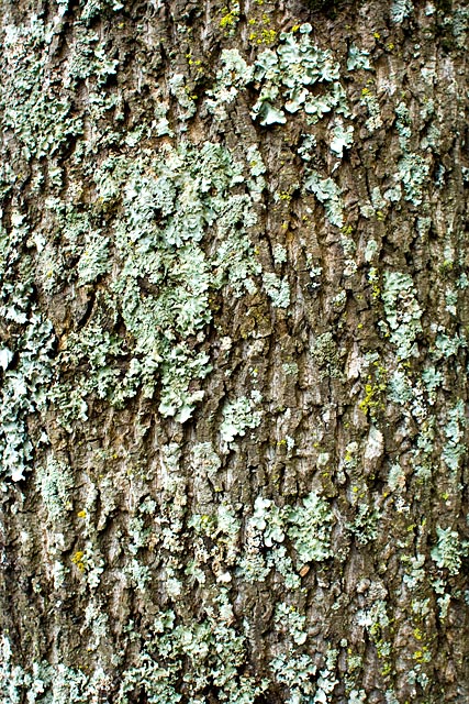 Yellow Poplar