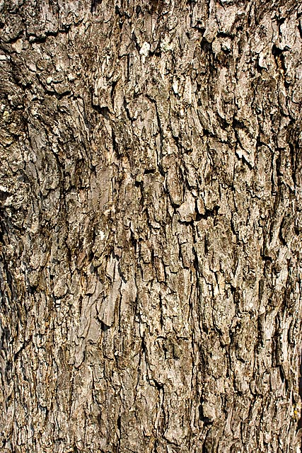 Pecan