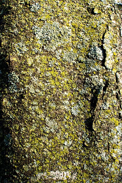 Silver Leaf Maple