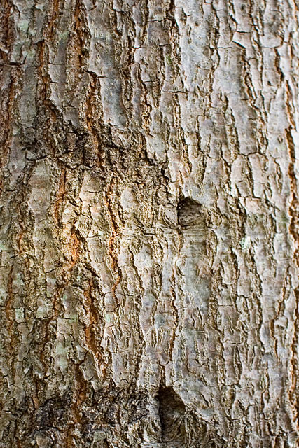 Willow Oak