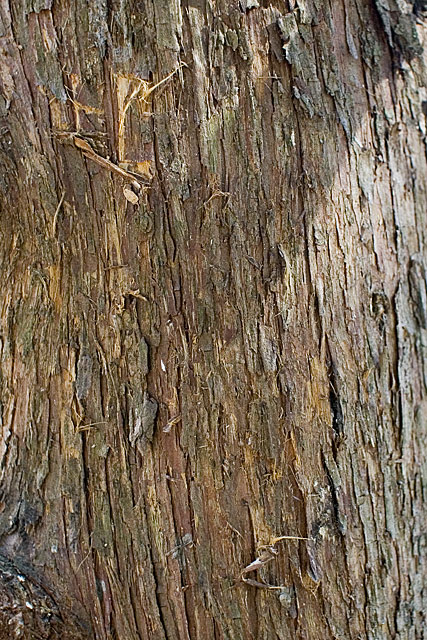 Eastern Redcedar (Juniper)