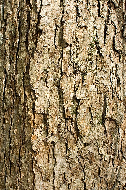 Swamp Chestnut Oak