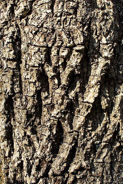 Pignut Hickory