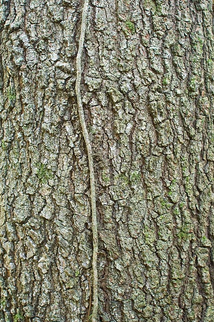 Southern Red Oak