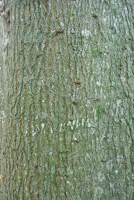 Laurel Oak