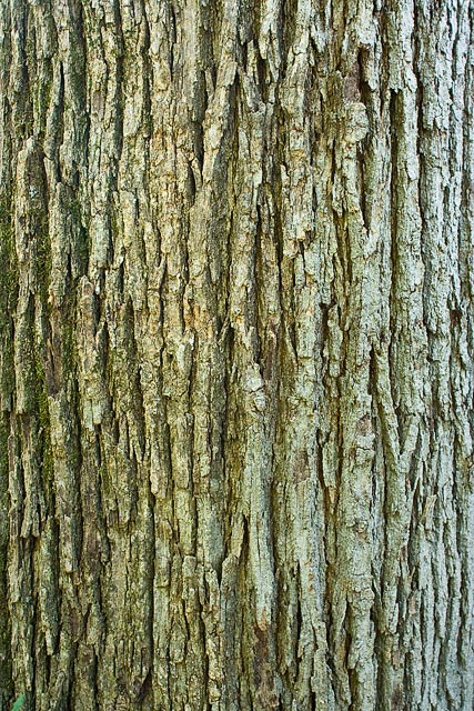 Post Oak