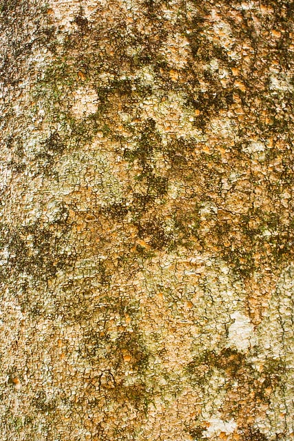 American Beech