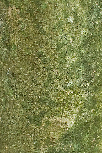 privet