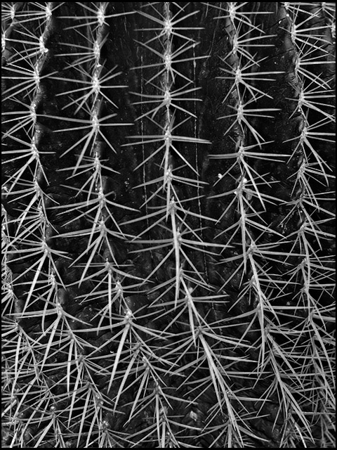 Week 15: Prickles