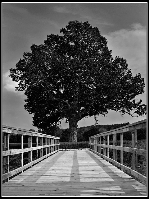 Week 18: The Swamp Chestnut Oak