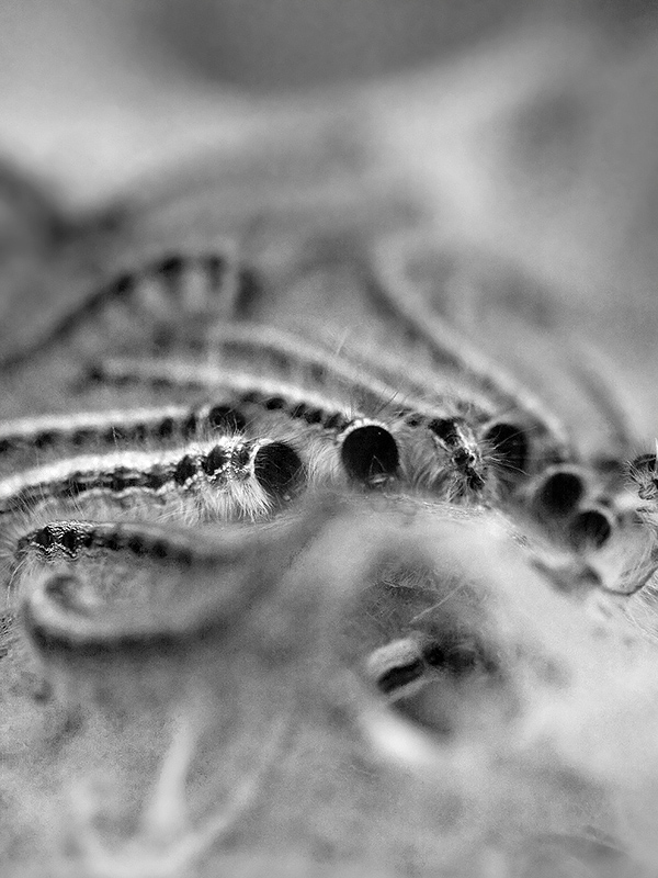Week  14 - Caterpillar Hotel