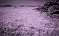 Dartmoor