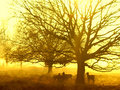 deer in golden light