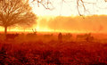 deers in the mist