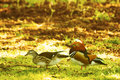 Bird Chase