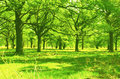 Green Green Woodland