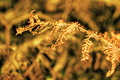Autumn Leaf