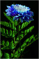 Floral Portrait