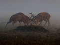 Battle Horns