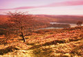 Tree On Top Of The World