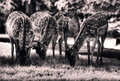 Blissfully Contented Deer