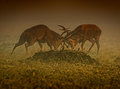 Battle Horns